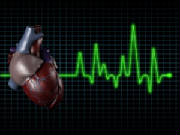 Heart_EKG_upright.jpg